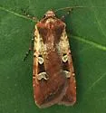 Euxoa basalis - Hodges#10798 - Euxoa basalis