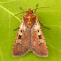 Euxoa basalis - Hodges#10798 - photo 2