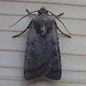 Euxoa bicollaris - Hodges#10788 - photo 2
