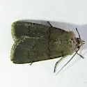 Euxoa bifasciata - Hodges#10796