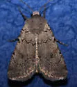 Euxoa bifasciata - Hodges#10796 - photo 2