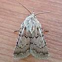 Euxoa bifasciata - Hodges#10796 - photo 4