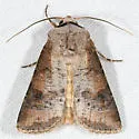 Euxoa bochus - Hodges#10913 - Euxoa bochus