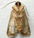 Euxoa bochus - Hodges#10913 - photo 2