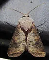 Euxoa bochus - Hodges#10913 - photo 3