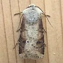 Euxoa bochus - Hodges#10913 - photo 4