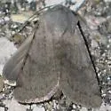 Boston Dart - Hodges#10812 - Euxoa bostoniensis