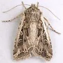 Euxoa brevipennis - Hodges#10824 - Euxoa brevipennis