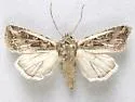 Euxoa brevipennis - Hodges#10824 - photo 4