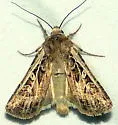 Euxoa brevipennis - Hodges#10824 - photo 5