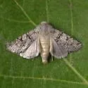 Euxoa camalpa - Hodges#10772 - photo 2