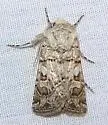 Euxoa camalpa - Hodges#10772 - photo 3
