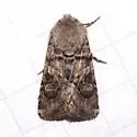 Euxoa camalpa - Hodges#10772 - photo 4