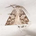 Euxoa camalpa - Hodges#10772 - photo 5
