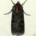 Flat Dart - Hodges#10756 - Euxoa campestris