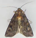 Flat Dart - Hodges#10756 - photo 2