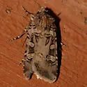 Flat Dart - Hodges#10756 - photo 4