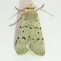 Euxoa catenula - Hodges#10809 - Euxoa catenula