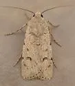 Euxoa catenula - Hodges#10809 - photo 2