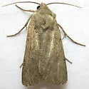 Euxoa choris - Hodges#10819 - Euxoa choris