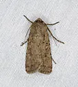 Euxoa choris - Hodges#10819 - photo 4