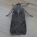 Euxoa choris - Hodges#10819 - photo 5
