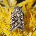 Euxoa cicatricosa - Hodges#10839 - Euxoa cicatricosa