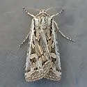 Euxoa cicatricosa - Hodges#10839 - photo 3