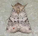 Euxoa cincta - Hodges#10823 - photo 2