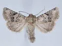 Euxoa cincta - Hodges#10823 - photo 3