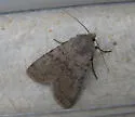 Euxoa comosa - Hodges#10780 - Euxoa comosa