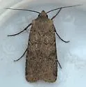 Euxoa comosa - Hodges#10780 - photo 2