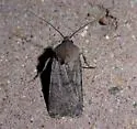 Euxoa comosa - Hodges#10780 - photo 4