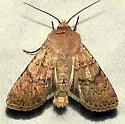 Euxoa comosa - Hodges#10780 - photo 5