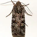 Euxoa cryptica - Hodges#10722 - Euxoa cryptica