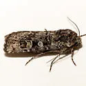 Euxoa cryptica - Hodges#10722 - photo 2