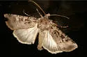 Clear Dart - Hodges#10755