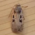 Clear Dart - Hodges#10755 - photo 2