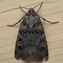 Clear Dart - Hodges#10755 - photo 3
