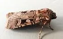 Clear Dart - Hodges#10755 - photo 4