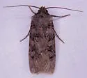 Clear Dart - Hodges#10755 - photo 5