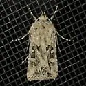 Rubbed Dart - Hodges#10838 - photo 2