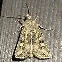 Rubbed Dart - Hodges#10838 - photo 3