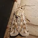 Rubbed Dart - Hodges#10838 - photo 4