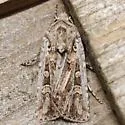 Rubbed Dart - Hodges#10838 - photo 5