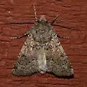 Euxoa difformis - Hodges#10845 - Euxoa difformis