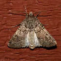 Euxoa difformis - Hodges#10845 - photo 2