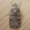 Euxoa difformis - Hodges#10845 - photo 3