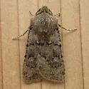 Euxoa difformis - Hodges#10845 - photo 4