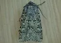 Euxoa edictalis - Hodges#10704
